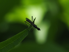 Micropeza corrigiolata