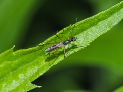 Micropeza corrigiolata