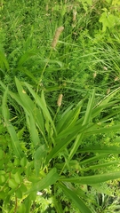 Plantago lanceolata