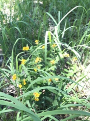Lithospermum canescens