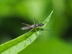 Micropeza corrigiolata