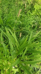 Plantago lanceolata