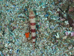 Synodus dermatogenys