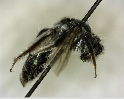 iNaturalist observation photo of Diandrena