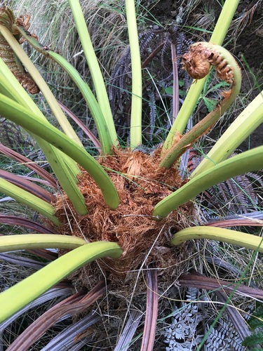 Sadleria cyatheoides