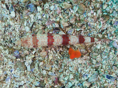 Synodus dermatogenys