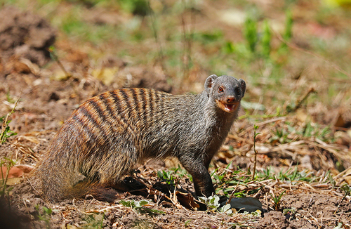 Banded Mongoose