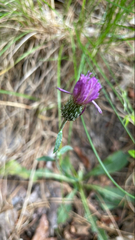 Cirsium carolinianum