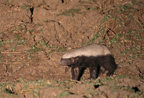 Ratel