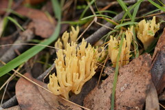 Ramaria lorithamnus