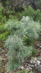 Genista tenera