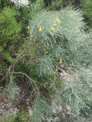 Genista tenera