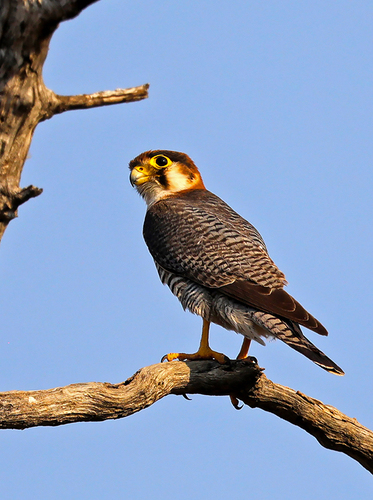 Red-necked Falcon