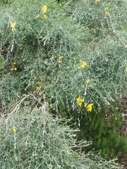 Genista tenera