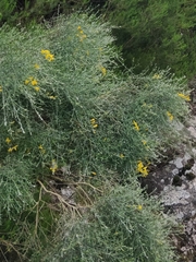 Genista tenera