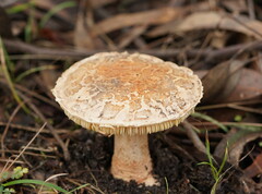 Amanita ochrophylloides