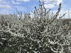 Prunus spinosa