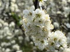 Prunus spinosa