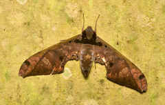 Adhemarius tigrina