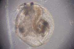 Chydorus