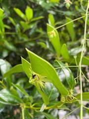 Protandrena passiflorae