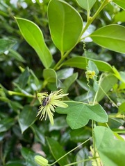 Protandrena passiflorae