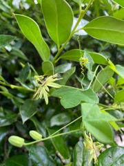 Protandrena passiflorae