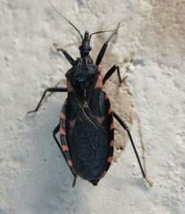 Triatoma sanguisuga