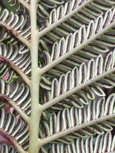Sadleria cyatheoides