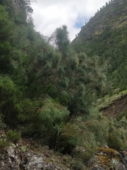 Genista tenera