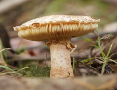 Amanita ochrophylloides