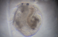 Chydorus