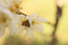 Choreutis melanopepla
