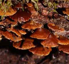 Kuehneromyces brunneoalbescens