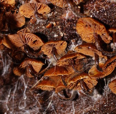 Kuehneromyces brunneoalbescens