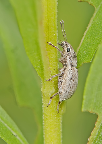 Little Fringed Weevil photo 2
