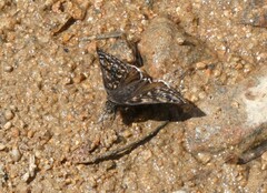 Erynnis pacuvius