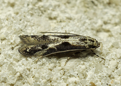Blastodacna hellerella