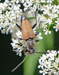 Trigonarthris subpubescens