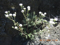 Chaenactis douglasii douglasii
