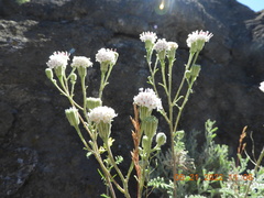 Chaenactis douglasii douglasii