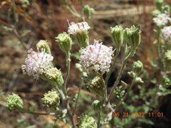 Chaenactis douglasii douglasii