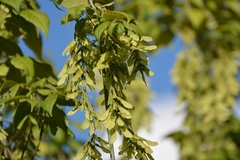 Acer negundo mexicanum