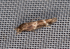 Mompha subbistrigella