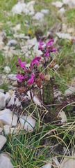 Pedicularis elegans