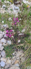 Pedicularis elegans