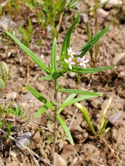 Collomia linearis