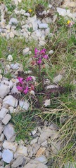Pedicularis elegans
