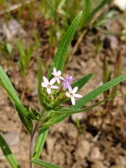 Collomia linearis
