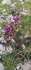 Pedicularis elegans